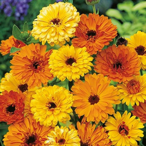 Galbenele medicinale amestec de culori (1 g), seminte Calendula officinalis, plante medicinale benefice pentru sanatate, Kertimag