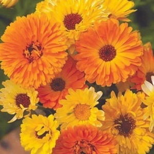 Galbenele medicinale Deja Vu (2 g) seminte Calendula officinalis, culori crem, somon, portocaliu, Legutko