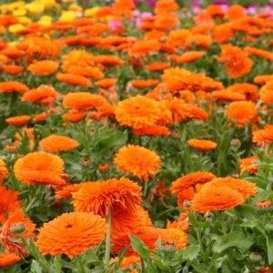 Galbenele medicinale portocalii (1 g) seminte Calendula officinalis, plante medicinale cu flori batute portocalii, Kertimag - Img 3