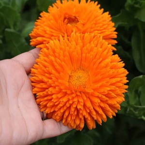 Galbenele Radio (2 g) seminte Calendula officinalis cu flori mari portocaliu intens, petale ascutite, Legutko - Img 4