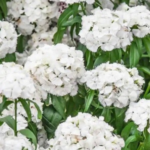 Garofite Turcesti Albus (0,5 g) seminte Dianthus barbatus garofite de gradina alb imaculat, Legutko - Img 3