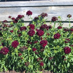 Garofite Turcesti Black Magic (0,5 g) seminte Dianthus barbatus garofite de gradina culoare foarte inchisa, aproape neagra, Legutko - Img 3