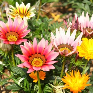 Gazania mix (0,25 g), seminte Gazania splendens, flori anuale nuante diferite, galben, alb, roz, rosu, crem, portocaliu, Kertimag - Img 3