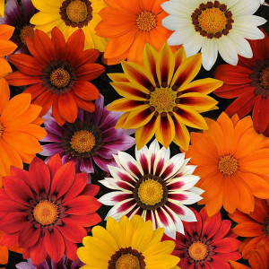 Gazania mix (0,4 g) seminte flori nuante foarte diferite de galben, alb, roz, rosu, crem, portocaliu, Opal