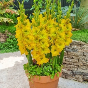 Gladiola Blitz (7 bulbi) bulbi gladiole flori mari, petale gofrate galben intens cu verzui, Agrosem - Img 2