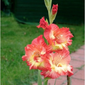 Gladiola Mango Muse (7 bulbi) gladiole exotice cu flori mari, gofrate, portocaliu-piersica cu galben, Agrosem - Img 3