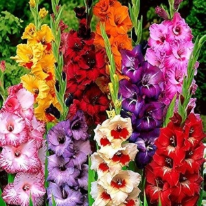 Gladiola mixed pachet mare (50 bulbi) gladiole flori mari, amestec de culori, Kertimag - Img 1