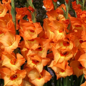 Gladiola Royal Class (7 bulbi), bulbi gladiole flori mari, petale gofrate portocalii, Agrosem - Img 1