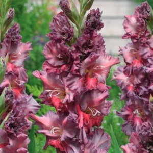 Gladiola Rusty Chesnut (7 bulbi) bulbi gladiole flori mari gofrate, amestec de culori deosebite, cupru, castaniu-visiniu, roz, mov, Agrosem