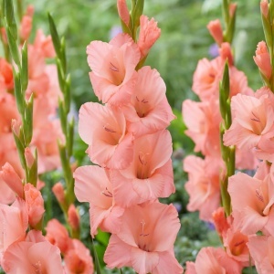 Gladiola Sugar Babe (7 bulbi) gladiole flori roz somon intens, Agrosem - Img 3