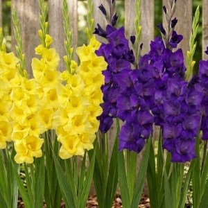 Gladiole Duo Blue & Yellow (10 bulbi) gladiole flori mari, amestec de doua culori, albastru-mov intens si galben, Kertimag