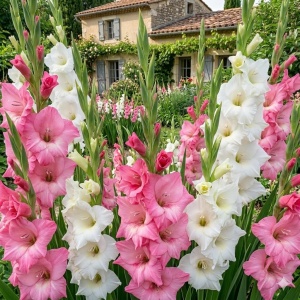 Gladiole Duo Pink & White (10 bulbi) gladiole flori mari, amestec de doua culori, roz si alb, Kertimag