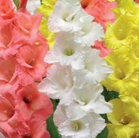Gladiole Trio Bright Light (9 bulbi) gladiole flori mari, amestec de trei culori luminoase, roz, alb, galben, Kertimag