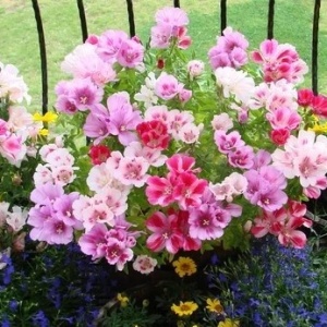 Godetia mix (1 g), seminte plante decorative Clarkia amoena, flori spectaculoase, multicolore, Opal - Img 2