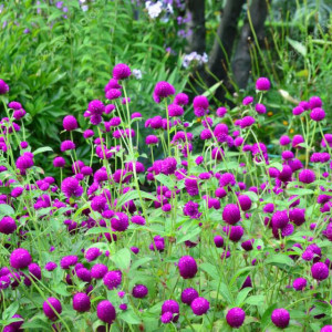 Gomfrena violet (0,15 g), seminte planta ornamentala anuala Gomphrena globosa, flori globulare, colorate, pentru uscat, Agrosem - Img 2