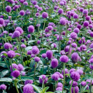 Gomfrena violet (0,25 g) seminte planta ornamentala anuala Gomphrena globosa, flori globulare purpurii pentru uscat, Kertimag