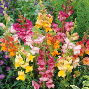 Gura Leului mix (0,5 g), seminte Antirrhinum majus, planta decorativa perena, flori foarte colorate, inflorire abundenta, Opal - Img 2
