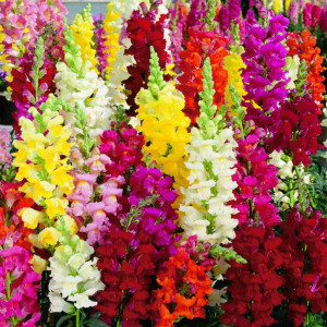 Gura Leului mix (0,5 g), seminte Antirrhinum majus, planta decorativa perena, flori foarte colorate, inflorire abundenta, Opal