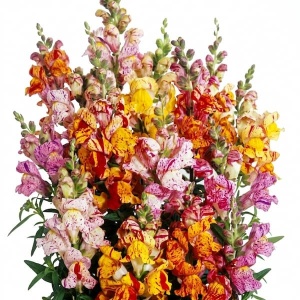 Gura Leului Tutti Frutti (0,1 g) seminte Antirrhinum majus nanum, flori pestrite multicolore, Legutko