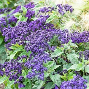 Heliotrop Albastru - Heliotrop Ogrodowy (0,1 g) seminte Heliotropium arborescens, flori mici albastre-violet, parfum vanilat, Legutko - Img 3