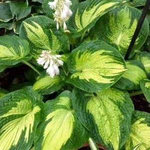 Hosta green & yellow (1 bulb) bulbi Hosta cu frunze bicolore verde cu galben, flori delicate, Agrosem - Img 6