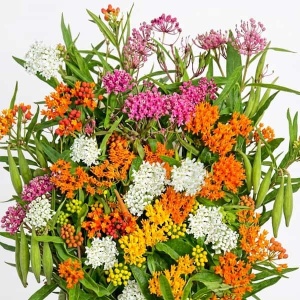 Iarba Fiarelor - Trojesc Mieszanka (0,3 g) seminte Asclepias, planta decoratifa parfumata, melifera, Legutko