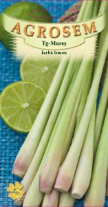 Iarba lemon (60 seminte), seminte planta aromatica medicinala perena Cymbopogon citratus, iarba lamaioasa, lemon grass, citronela, Agrosem - Img 2