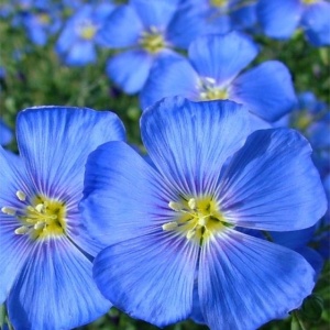 In decorativ (1 g) seminte planta ornamentala perena Linum perenne, flori mici, albastre, inflorire toata vara, Kertimag
