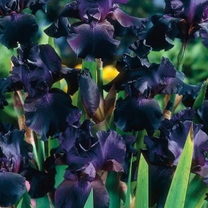 Iris germanica Black (1 bulb) Iris cu flori spectaculoase negru-violet profund, Kertimag - Img 2