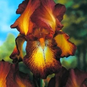 Iris germanica Bronze (1 bulb) Iris cu flori superbe in nuante de bronz, maro-auriu, galben, Kertimag - Img 3