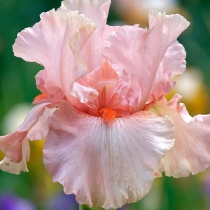 Iris germanica Pink (1 bulb) Iris cu flori pastelate roz, petale ondulate, Kertimag