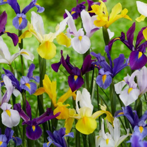 Iris Hollandica mixed (10 bulbi), bulbi iris olandez, stanjenei flori mari, divers colorate, Agrosem - Img 2