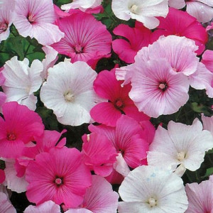 Lavatera mix (1 g) seminte Nalba Lavatera trimestris, inflorire toata vara, Opal