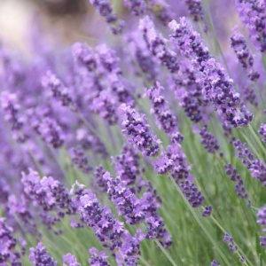 Levantica (1 g) seminte planta aromatica lavanda, parfum intens, Kertimag - Img 3