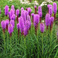 Liatris violet (0,2 g), seminte planta ornamentala perena Liatris spicata, flori rustice, violet-purpurii forma spice lungi, Agrosem - Img 1