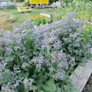 Limba mielului (1 g), seminte planta aromatica medicinala anuala Borago officinalis, frunze si flori pentru salate, Kertimag - Img 3