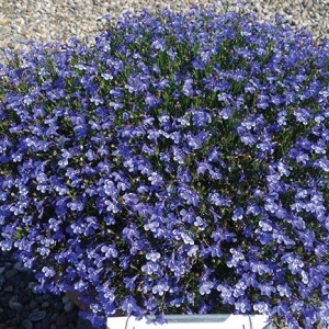 Lobelia albastra (0,25 g), seminte Lobelia erinus pitica, inflorire abundenta toata vara, Kertimag - Img 3