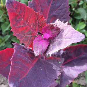Loboda rosie (1 g), seminte planta anuala, frunze rosii gustoase, Prima Sementi - Img 2