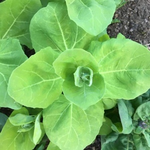 Loboda verde de gradina (1 g) seminte planta anuala, frunze verzi gustoase, Opal - Img 2