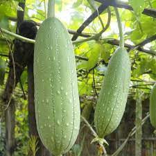 Luffa (1 g), seminte planta ornamentala Luffa cylindrica, produce bureti de baie, Kertimag