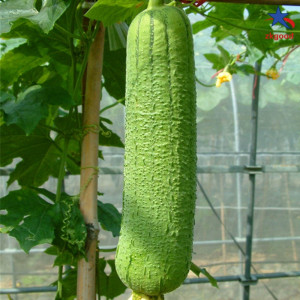 Luffa (5 sem.), seminte planta ornamentala Luffa cylindrica, produce bureti de baie, Agrosem