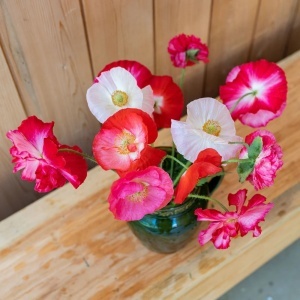 Maci Shirley - Mak Polny (1 g) seminte Papaver rhoeas cu flori simple si duble, diverse culori, Legutko - Img 4