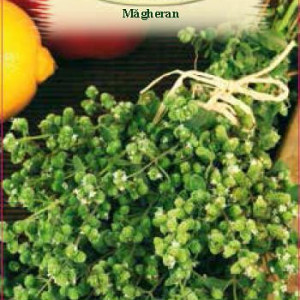 Magheran (0,4 g), seminte planta anuala aromatica si medicinala Majorana hortensis, maghiran arome fine, Agrosem - Img 2