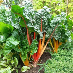 Mangold mix (2 g), seminte planta anuala Beta vulgaris, sfecla pentru petiol si frunze, Agrosem - Img 3