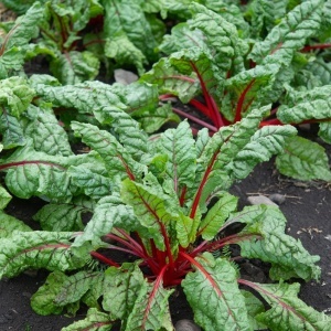 Mangold Rhubarb Chard (5 g) seminte soi decorativ si gustos, petiol rosu intens, frunze verde inchis, ondulate, Legutko - Img 4