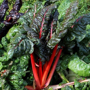Mangold Rhubarb Chard (5 g) seminte soi decorativ si gustos, petiol rosu intens, frunze verde inchis, ondulate, Legutko