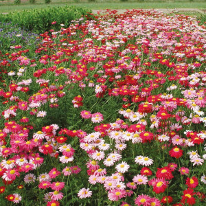 Margarete amestec de culori (0,25 g), semințe plantă ornamentală Chrysantemum coccineum, Kertimag - Img 4