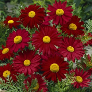 Margarete rosii (0,1 g), seminte planta ornamentala perena Chrysantemum coccineum, Agrosem