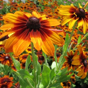 Marita-ma Mama - Rudbeckia (1 g), seminte Rudbeckia hirta, flori combinatii galben, caramiziu, grena, Kertimag - Img 3