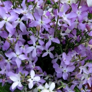 Mixandra de Noapte - Maciejka Dwuroga (5 g) seminte Matthiola bicornis, mixandre flori mici roz-violet pal, parfum intens, persistent, Legutko